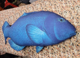 BLUE GROUPER