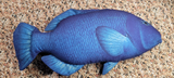 BLUE GROUPER