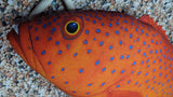 CORAL TROUT LGE