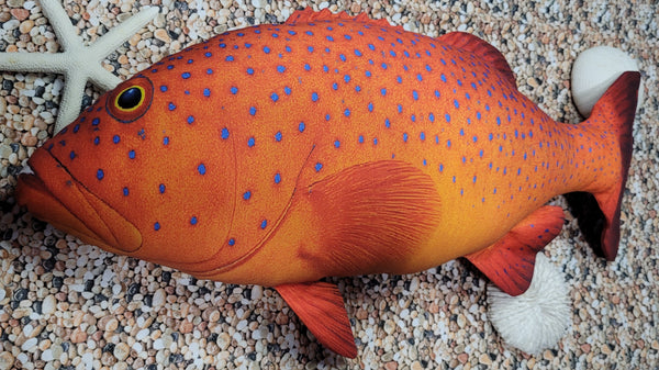 CORAL TROUT LGE