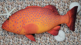 CORAL TROUT LGE